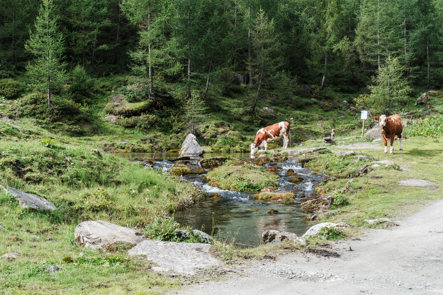 raurisertal-20260827094547-DSCF0487-janine-wenzel.jpg